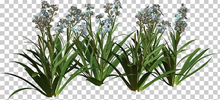 Plant Scorpion Grasses PNG, Clipart, Animation, Child, Cut Flowers, Digital Image, Display Resolution Free PNG Download