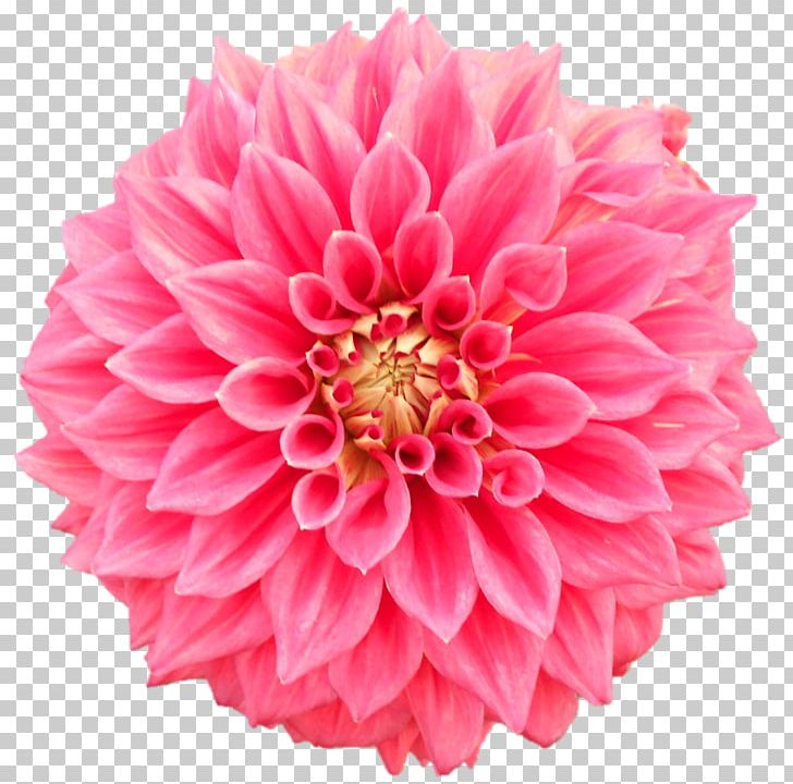 Pom-pom Photography Flower PNG, Clipart, Chrysanths, Cut Flowers, Dahlia, Daisy Family, Devi Free PNG Download