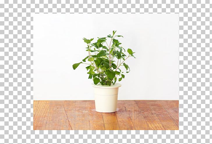 Hyssop Herb Catnip Click & Grow Flowerpot PNG, Clipart, Benih, Catnip, Click Grow, Cutting, Flowerpot Free PNG Download