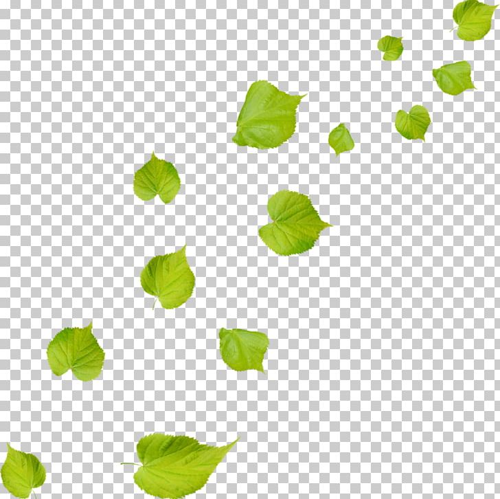 Leaf Green PNG, Clipart, Color, Deciduous, Designer, Download, Encapsulated Postscript Free PNG Download