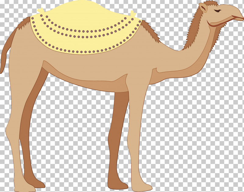 Dromedary Camels Biology Science PNG, Clipart, Biology, Camels, Dromedary, Paint, Science Free PNG Download