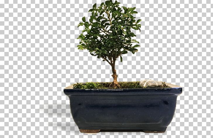 Chinese Sweet Plum Flowerpot Tree Herb Sageretia PNG, Clipart, Bonsai, Flowerpot, Herb, Houseplant, Plant Free PNG Download