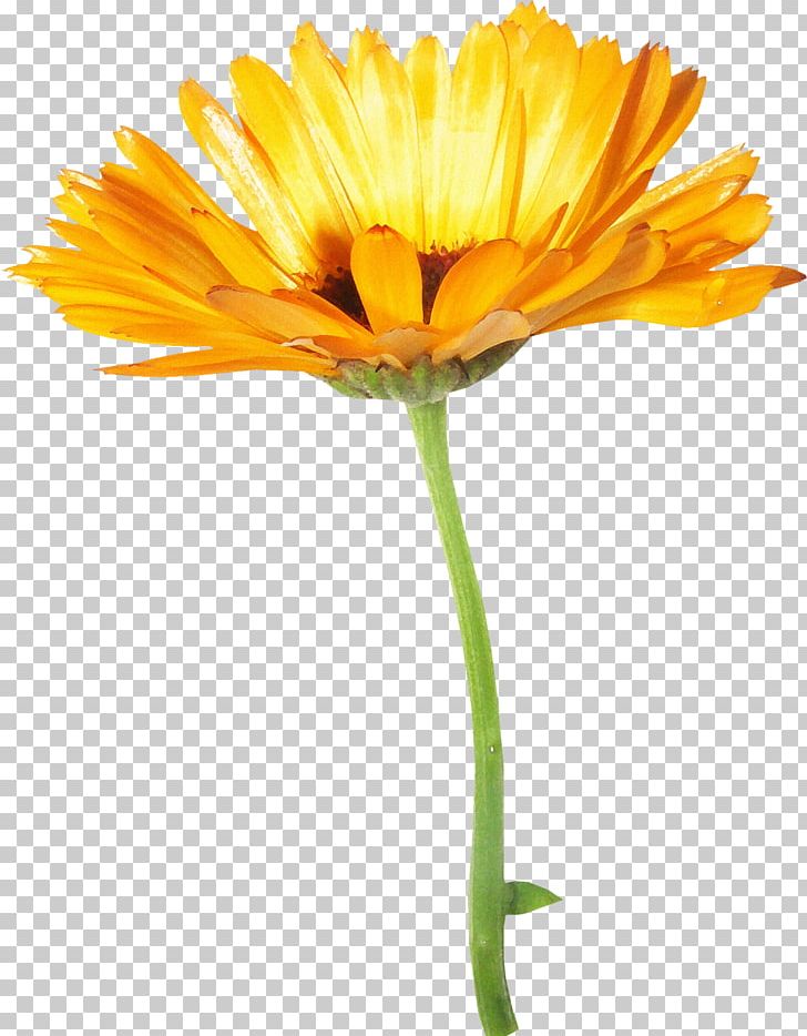 Common Sunflower Chrysanthemum Oxeye Daisy PNG, Clipart, Blume, Bouquet, Bouquet Of Flowers, Calendula, Creative Ads Free PNG Download