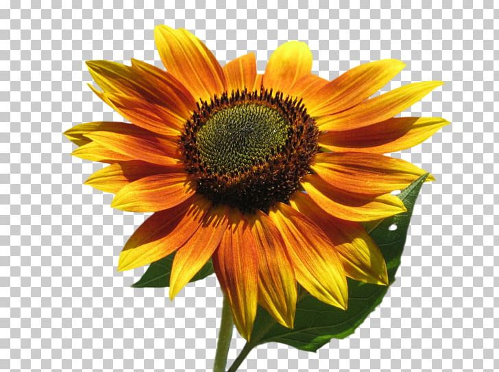 Common Sunflower PNG, Clipart, Annual Plant, Asterales, Common Sunflower, Daisy Family, Desktop Wallpaper Free PNG Download