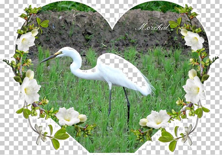 Egret Bird Ibis Beak Stork PNG, Clipart, Animals, Beak, Bird, Ciconiiformes, Crane Free PNG Download