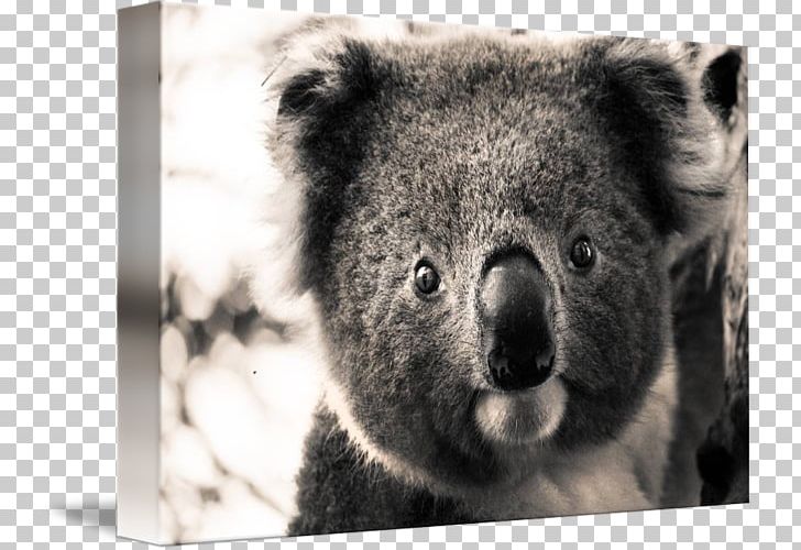 Kind Koala Art Portrait Poster PNG, Clipart, Animals, Ape, Art, Bear, Canvas Free PNG Download