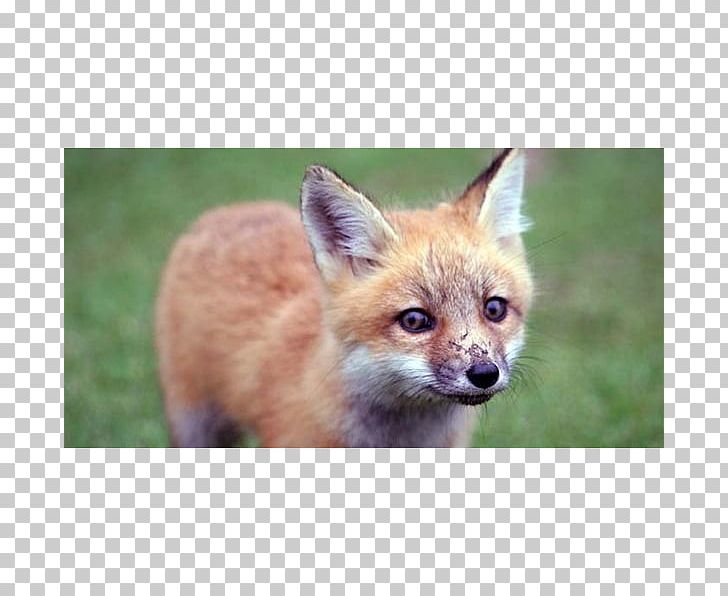 Red Fox Kit Fox Dhole Fox Hunting PNG, Clipart, Animal, Carnivoran, Dhole, Dog Like Mammal, Fauna Free PNG Download