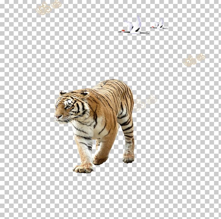 Siberian Tiger PNG, Clipart, Animal, Animals, Big Cat, Big Cats, Black Swan Free PNG Download