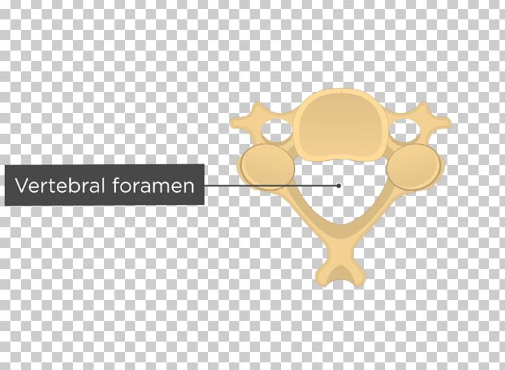 Vertebral Column Intervertebral Foramen Cervical Vertebrae PNG, Clipart, Anatomy, Articular Processes, Axis, Bone, Brand Free PNG Download