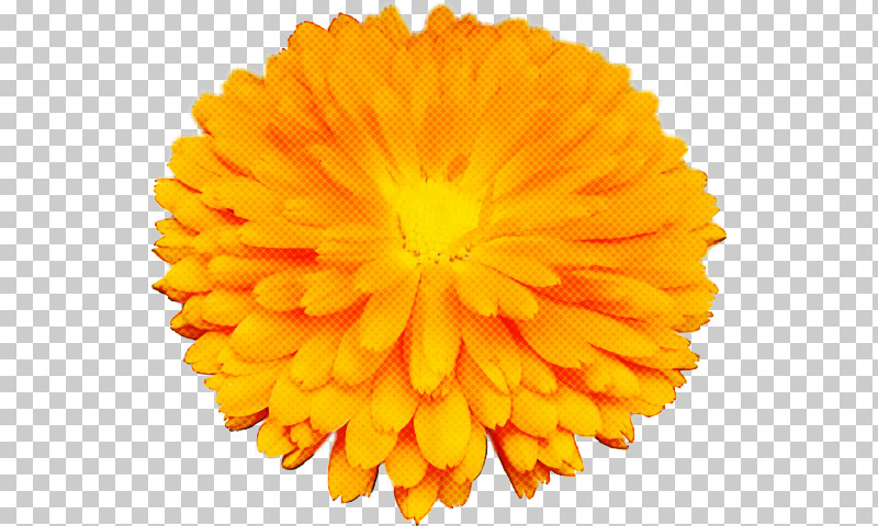 Orange PNG, Clipart, Calendula, English Marigold, Flower, Orange, Petal Free PNG Download