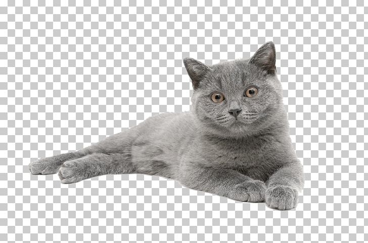 Chartreux British Shorthair Russian Blue Nebelung Korat PNG, Clipart, Animals, Asian, British Semilonghair, British Semi Longhair, British Shorthair Free PNG Download