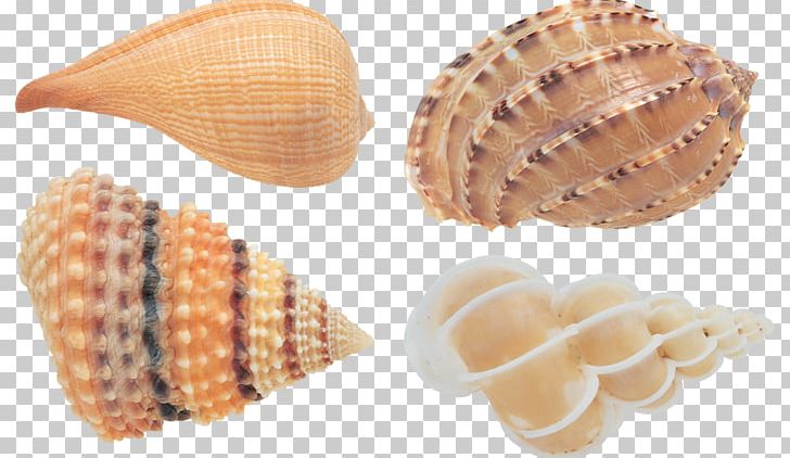 Cockle Conchology Seashell File Formats PNG, Clipart, Animals, Clam, Clams Oysters Mussels And Scallops, Cockle, Conch Free PNG Download