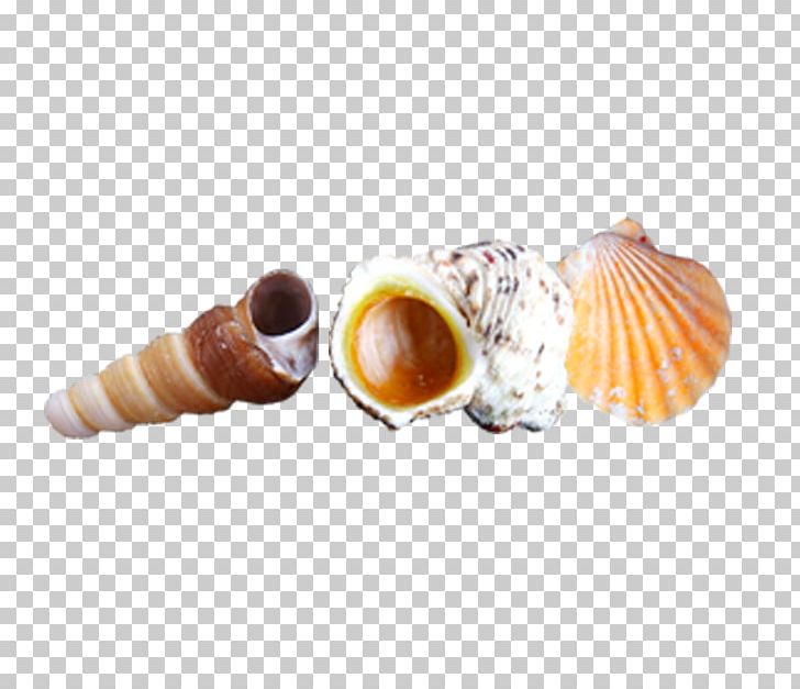 Conch Computer File PNG, Clipart, Beach, Cockle, Conch, Conchology, Conch Vector Free PNG Download