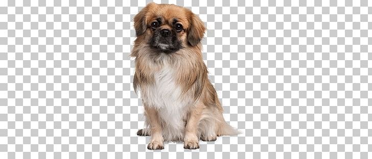 Dogs PNG, Clipart, Dogs Free PNG Download