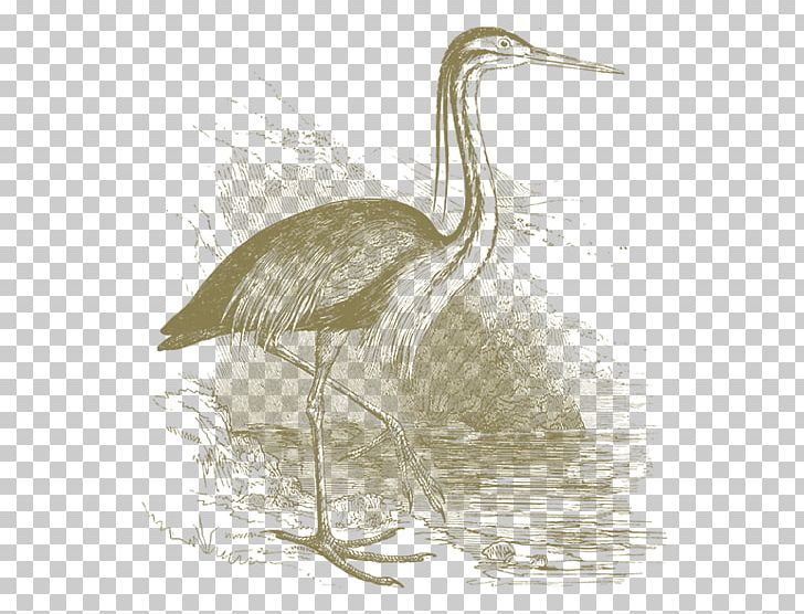 Egret Crane Heron Bird Beak PNG, Clipart, Beak, Bird, Bird Of Prey, Crane, Crane Like Bird Free PNG Download
