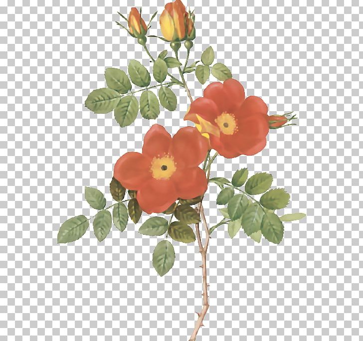 Sweet-Brier Botanical Illustration PNG, Clipart, Art, Botanical Illustration, Branch, Canvas Print, Cut Flowers Free PNG Download