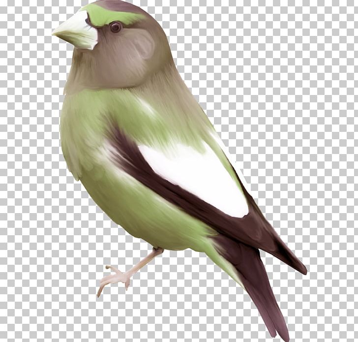 Bird Finch Swallow Mandarin Duck Watercolor Painting PNG, Clipart, Animal, Animals, Beak, Bird, Bird Cage Free PNG Download