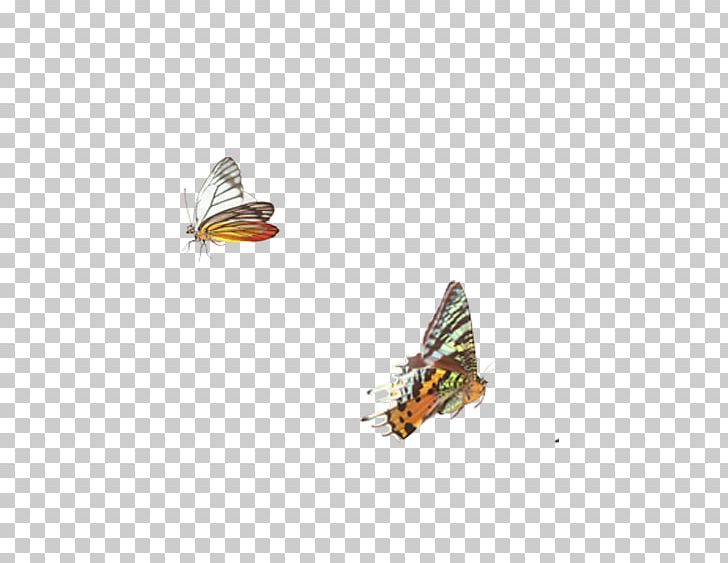 Monarch Butterfly Moth PNG, Clipart, Abstract Pattern, Arthropod, Brush Footed Butterfly, Butter, Butterfly Free PNG Download
