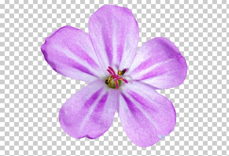 Saffron Flower Petal Autumn Crocus PNG, Clipart, Autumn Crocus, Color, Crocus, Download, Flower Free PNG Download