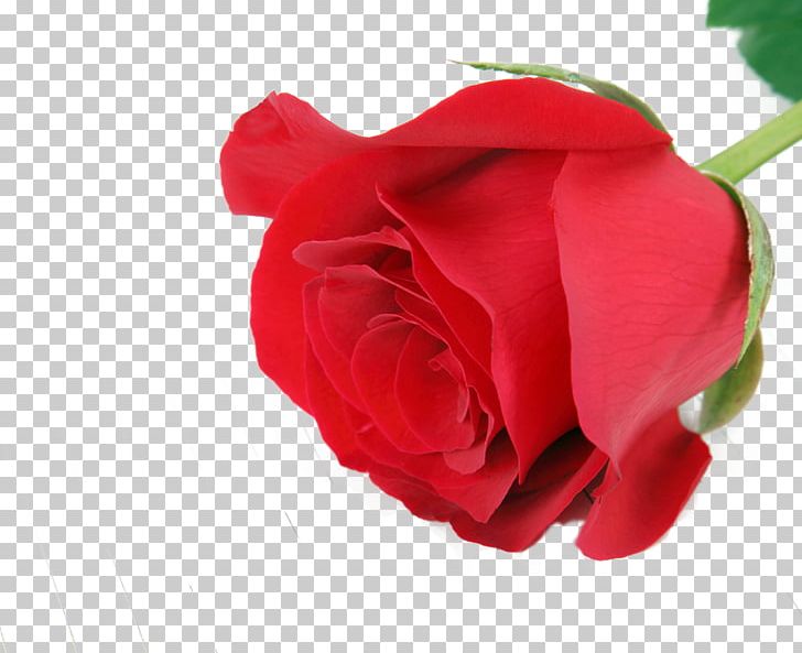 Beach Rose Flower PNG, Clipart, China Rose, Closeup, Cut Flowers, Designer, Download Free PNG Download