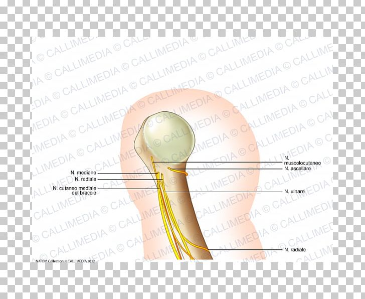 Shoulder Angle PNG, Clipart, Angle, Art, Ear, Finger, Hand Free PNG Download