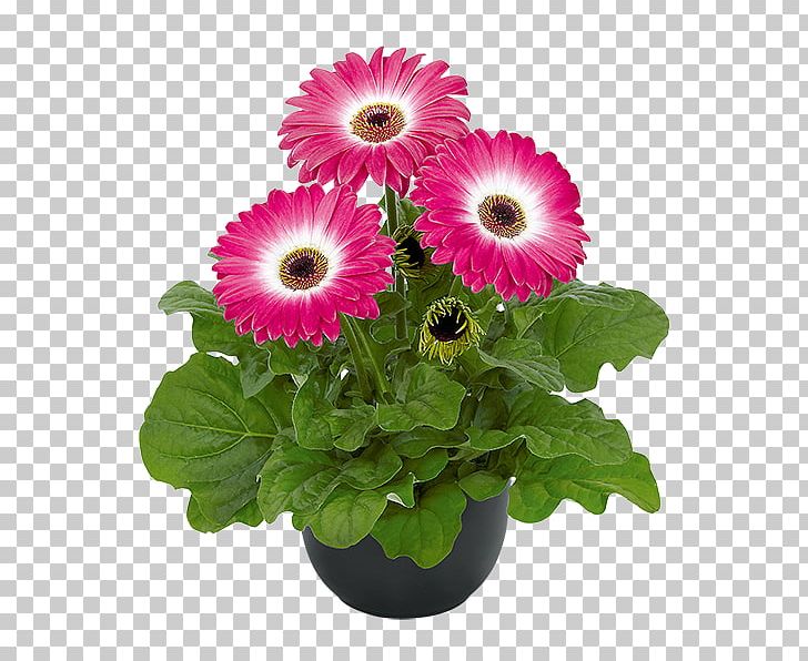 Transvaal Daisy Cut Flowers Floristry Floral Design PNG, Clipart, Annual Plant, Cut Flowers, Daisy, Daisy Family, Floral Design Free PNG Download