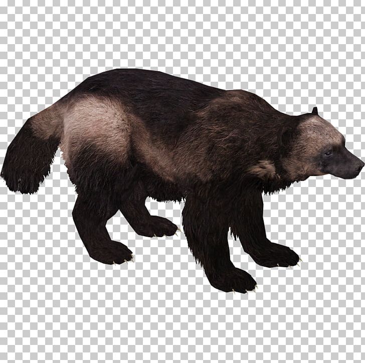 Wolverine Brown Bear American Black Bear PNG, Clipart, American Black Bear, Animal, Bear, Brown Bear, Carnivora Free PNG Download