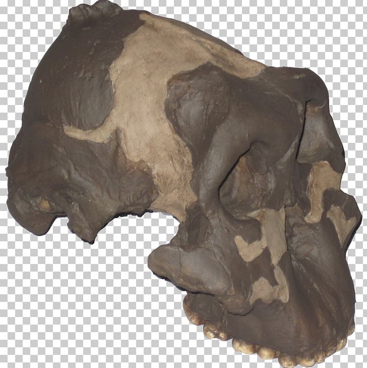 Paleontología Humana Paleontology Origen Del Hombre Skull Alpuente PNG, Clipart, Area, Australopithecine, Bone, Head, Homo Sapiens Free PNG Download