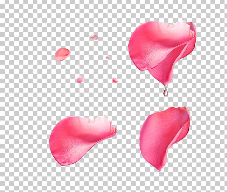 Beach Rose Pearly Mini Bowling Petal PNG, Clipart, Abstract Pattern, Android, Artificial Flower, Beautiful, Beautiful Free PNG Download
