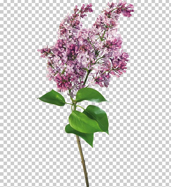 Lilac PNG, Clipart, Accessories, Antiquity, Branch, Decorative, Digital Image Free PNG Download
