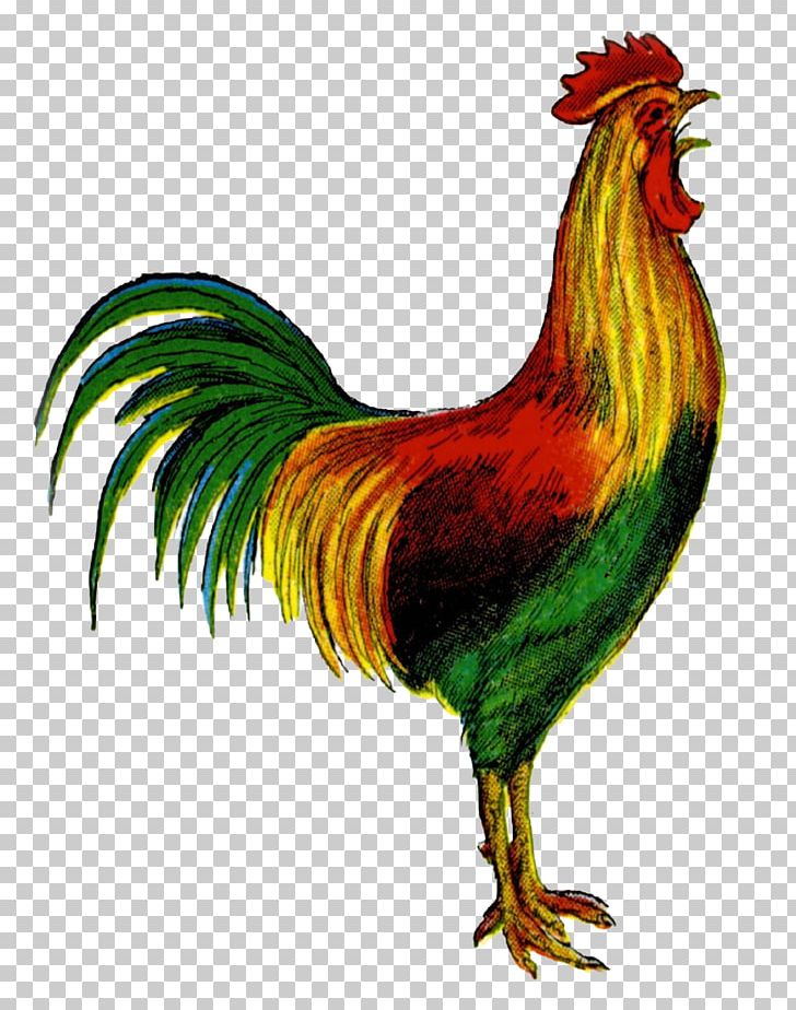 Rooster Open Graphics PNG, Clipart, Animals, Beak, Bird, Chicken, Cursillo Free PNG Download