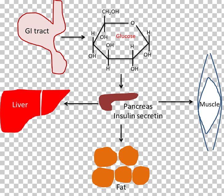 Stress Hyperglycemia Blood Sugar Regulation PNG, Clipart, Angle, Area, Beta Cell, Blood, Blood Glucose Free PNG Download