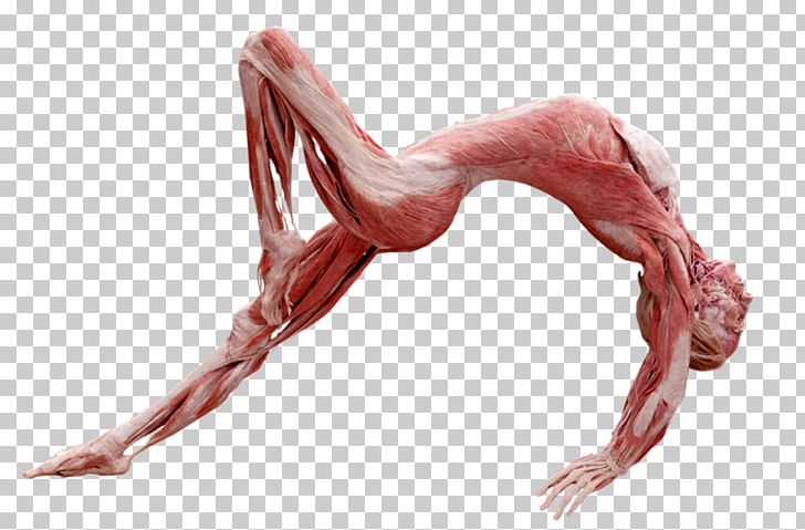 Guatemala Body Worlds Fascia Plastination Anatomy PNG, Clipart, Anatomy, Arm, Bodies The Exhibition, Body, Body Worlds Free PNG Download