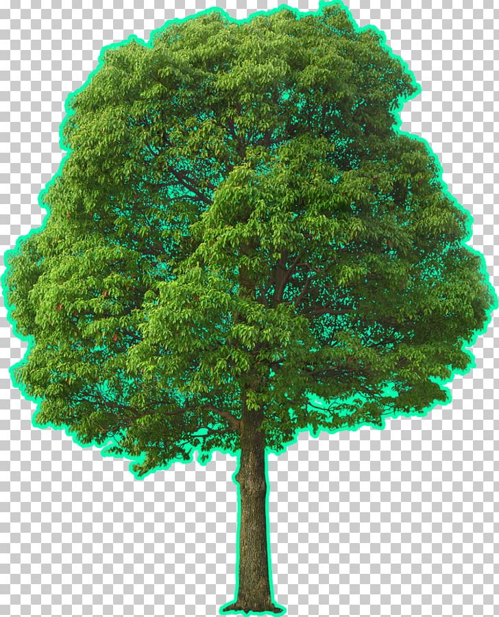 Tree Landscape Architecture PNG, Clipart, Architecture, Big Tree, Biome, Conifer, Evergreen Free PNG Download