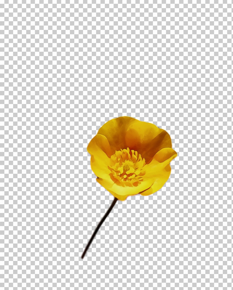 Plant Stem Petal Yellow Flower Plants PNG, Clipart, Biology, Flower, Paint, Petal, Plants Free PNG Download