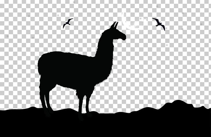 Alpaca Llama Logo PNG, Clipart, Animals, Camel Vector, City Silhouette, Color, Girl Silhouette Free PNG Download