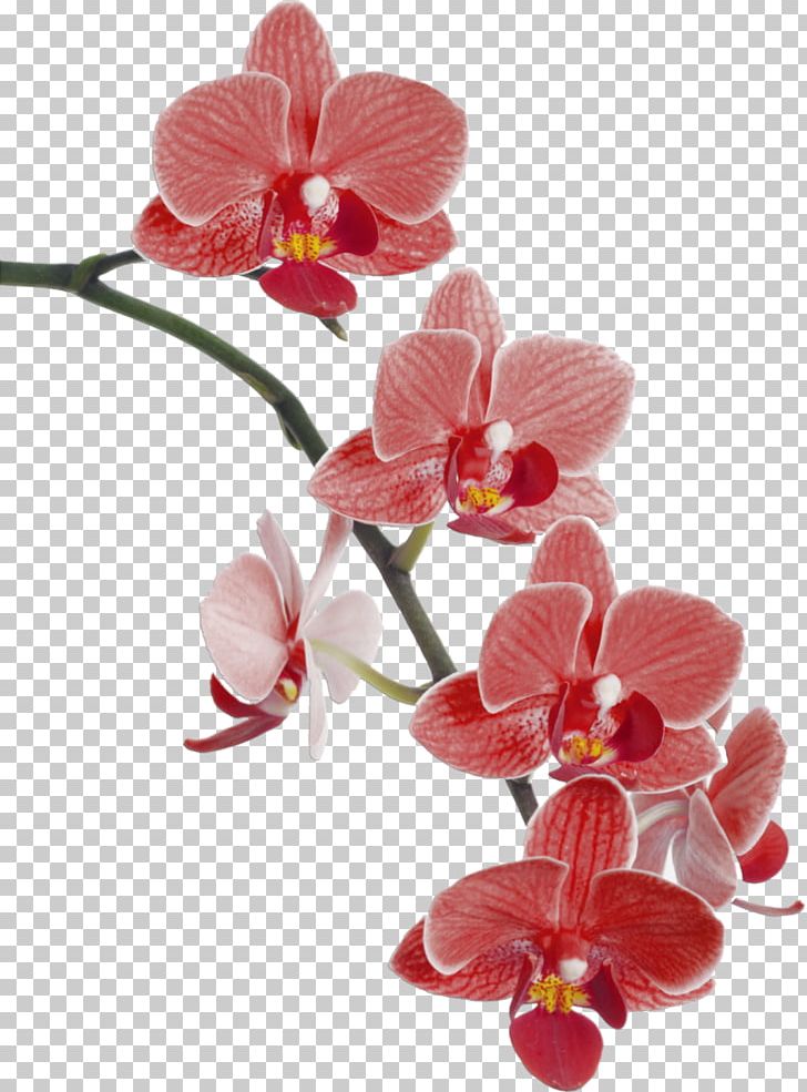 Waling-waling Cypripedium Popular Orchids Flower PNG, Clipart, Botanical Illustration, Cut Flowers, Cypripedium, Digital Image, Flower Free PNG Download