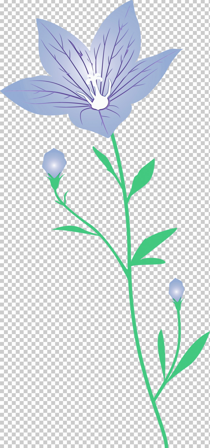 Lavender PNG, Clipart, Balloon Flower, Bellflower Family, Flora, Flower, Herbaceous Plant Free PNG Download