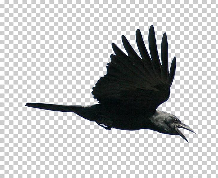American Crow Fly Bird Rook Flight PNG, Clipart, Animal, Animals, Beak, Bird, Bird Cage Free PNG Download