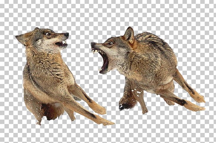 Iberian Wolf Iberian Peninsula Eurasian Wolf Spanish Wolf Northwestern Wolf PNG, Clipart, Animal, Canis, Carnivoran, Coyote, Dog Like Mammal Free PNG Download