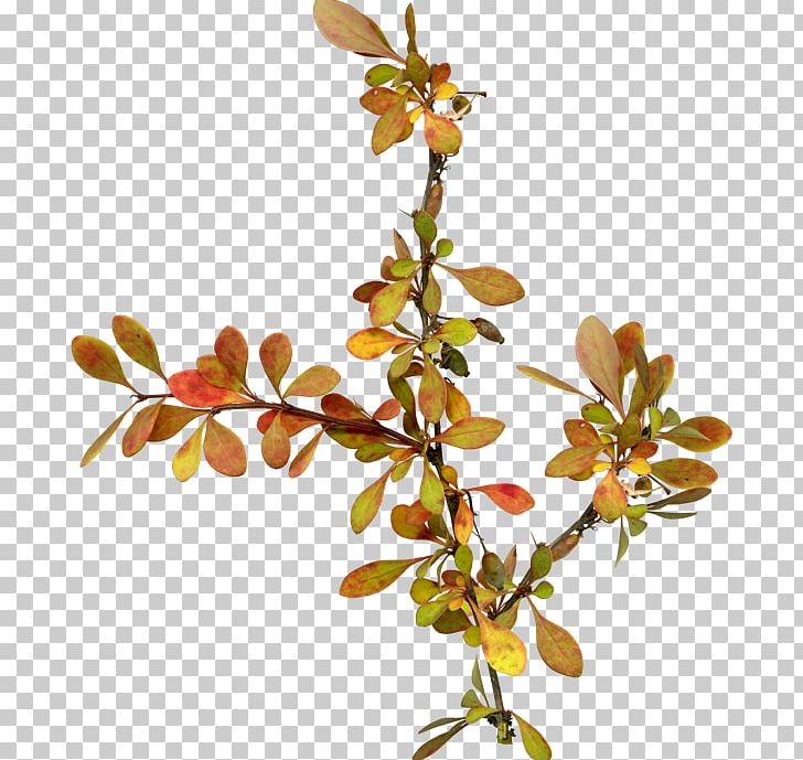 Leaf Flower PNG, Clipart, Autumn, Branch, Ciceksepeticom, Cut Flowers, Deco Free PNG Download