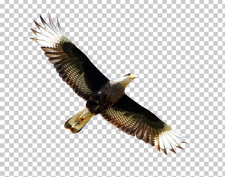 Southern Crested Caracara Northern Crested Caracara Falconidae Amur Falcon PNG, Clipart, Accipitriformes, Animals, Bald Eagle, Beak, Big Free PNG Download