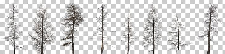 Tree Fir Pine Forest Conifers PNG, Clipart, Black And White, Branch, Christmas Tree, Conifers, Death Free PNG Download