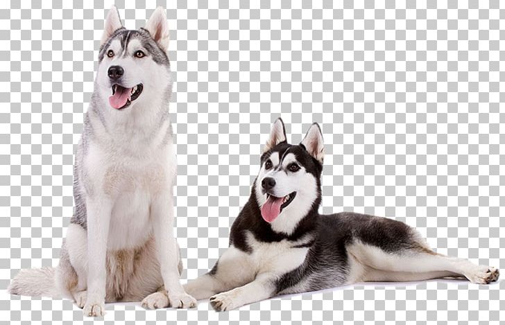 Miniature Siberian Husky Tamaskan Dog Canadian Eskimo Dog Seppala Siberian Sleddog Alaskan Malamute PNG, Clipart, Alaskan Klee Kai, Animals, Carnivoran, Dog Breed, Dog Breed Group Free PNG Download