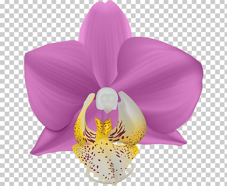 Moth Orchids Lilac Violet Cut Flowers PNG, Clipart, Cattleya, Cattleya Orchids, Color, Creation, Cut Flowers Free PNG Download