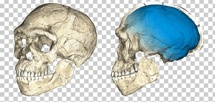 Jebel Irhoud Cradle Of Humankind Homo Sapiens Fossil Discovery PNG, Clipart, Archaeological Site, Bipedalism, Bone, Cradle Of Humankind, Discovery Free PNG Download