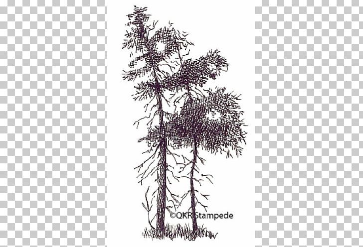 Larch Spruce Fir Pine Houseplant PNG, Clipart, Branch, Conifer, Fir, Houseplant, Larch Free PNG Download
