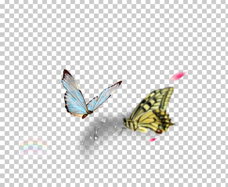 Nymphalidae Butterfly Long-sleeved T-shirt Off-White PNG, Clipart, Blue Butterfly, Brush Footed Butterfly, Butterflies, Butterfly, Butterfly Group Free PNG Download