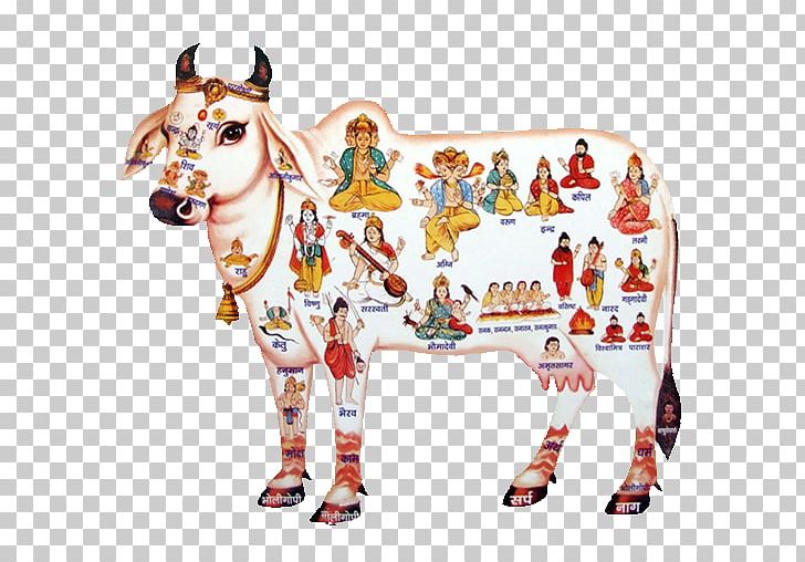 Gyr Cattle A2 Milk Panchagavya PNG, Clipart, A2 Milk, Animal Figure, Cattle, Cow Dung, Dairy Free PNG Download