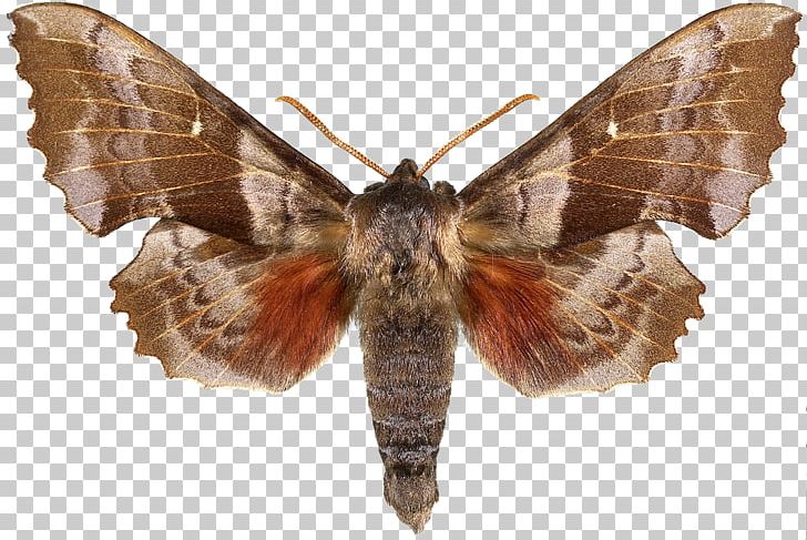 Butterfly Snout Moths Cacao Moth Almond Moth PNG, Clipart, Arthropod, Bombycidae, Brush Footed Butterfly, Butterflies And Moths, Butterfly Free PNG Download